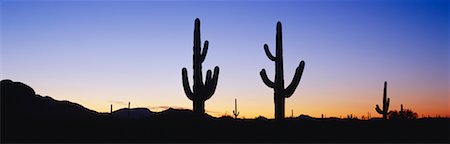 desert sunset landscape cactus - Saguaro Cactus, Organ Pipe National Monument, Arizona, USA Stock Photo - Rights-Managed, Code: 700-00530091