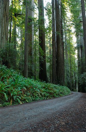 simsearch:700-03403870,k - Road Through Redwood Forest Stock Photo - Rights-Managed, Code: 700-00530526