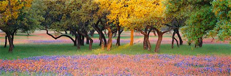 forest path panorama - Overview of Meadow and Oak Grove Stock Photo - Rights-Managed, Code: 700-00530669