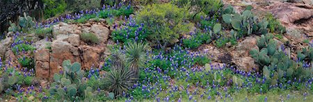 prickly pear - Shrubbery on Rocks Stock Photo - Rights-Managed, Code: 700-00530670