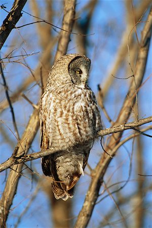 simsearch:700-00198049,k - Great Grey Owl Foto de stock - Con derechos protegidos, Código: 700-00544079