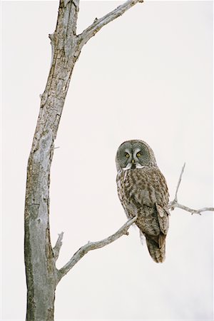 Great Grey Owl Fotografie stock - Rights-Managed, Codice: 700-00544084