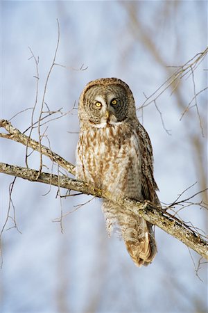 simsearch:700-00198049,k - Great Grey Owl Foto de stock - Con derechos protegidos, Código: 700-00544087