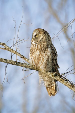 simsearch:700-00170370,k - Great Grey Owl Foto de stock - Con derechos protegidos, Código: 700-00544088