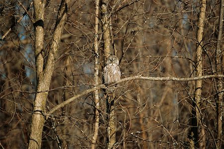 simsearch:700-00198049,k - Great Grey Owl Foto de stock - Con derechos protegidos, Código: 700-00544089