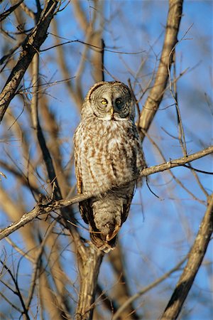 simsearch:700-00170370,k - Great Grey Owl Foto de stock - Con derechos protegidos, Código: 700-00544080