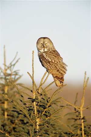 Great Grey Owl Fotografie stock - Rights-Managed, Codice: 700-00544082