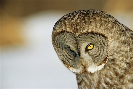 Great Grey Owl Foto de stock - Con derechos protegidos, Código: 700-00544094