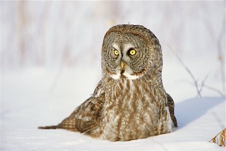 Great Grey Owl Fotografie stock - Rights-Managed, Codice: 700-00544095