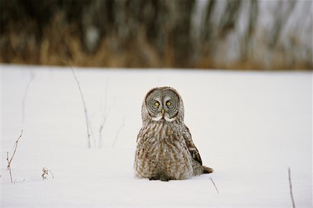 Great Grey Owl Fotografie stock - Rights-Managed, Codice: 700-00544096