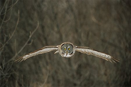 front view of flying bird - Great Grey Owl Stock Photo - Rights-Managed, Code: 700-00544097