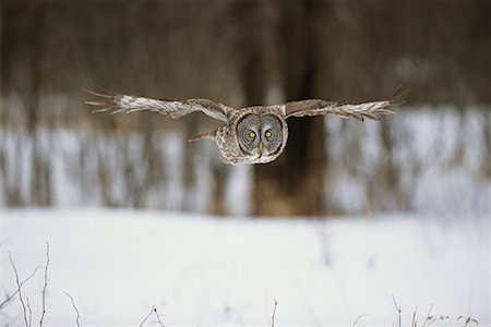 front view of flying bird - Great Grey Owl Stock Photo - Rights-Managed, Code: 700-00544098