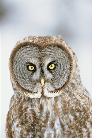 Great Grey Owl Fotografie stock - Rights-Managed, Codice: 700-00544090