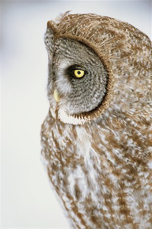 Great Grey Owl Fotografie stock - Rights-Managed, Codice: 700-00544092