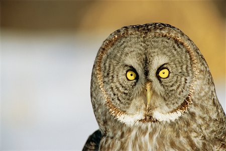 Great Grey Owl Fotografie stock - Rights-Managed, Codice: 700-00544093