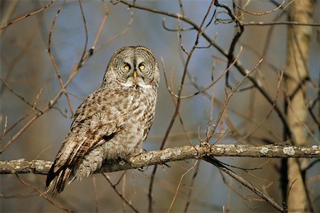 Portrait of Great Grey Owl, Ontario, Canada Fotografie stock - Rights-Managed, Codice: 700-00544105