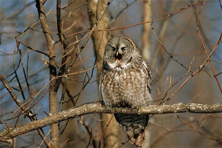 simsearch:873-06440982,k - Great Grey Owl Yawning, Ontario, Canada Foto de stock - Con derechos protegidos, Código: 700-00544106