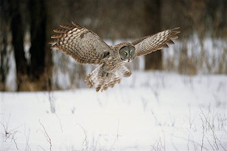 Great Grey Owl Foto de stock - Con derechos protegidos, Código: 700-00544100