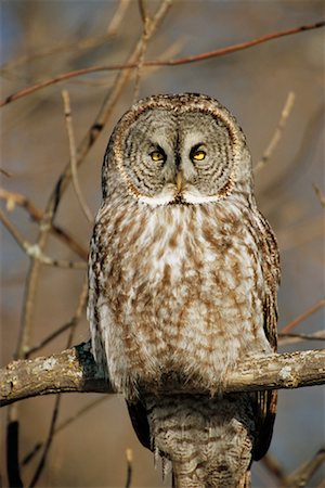 simsearch:700-00198049,k - Great Grey Owl Foto de stock - Con derechos protegidos, Código: 700-00544102