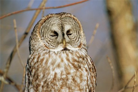 Great Grey Owl Fotografie stock - Rights-Managed, Codice: 700-00544103