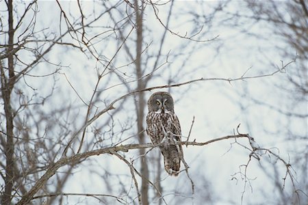 Grand hibou gris, Ontario, Canada Photographie de stock - Rights-Managed, Code: 700-00544110
