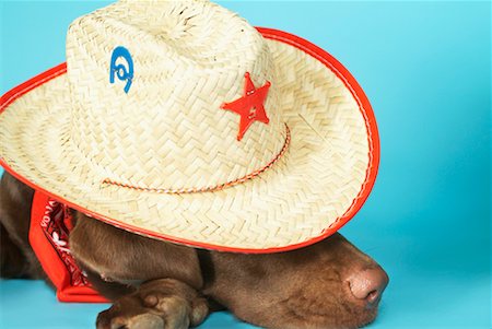 dog snout side view - Dog Wearing Cowboy Hat Stock Photo - Rights-Managed, Code: 700-00544304