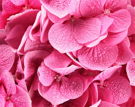 simsearch:700-00189552,k - Close-up of Pink Hydrangea Fotografie stock - Rights-Managed, Codice: 700-00546299