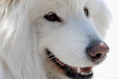 simsearch:700-01072360,k - Close-up of Samoyed Dog Foto de stock - Con derechos protegidos, Código: 700-00546303