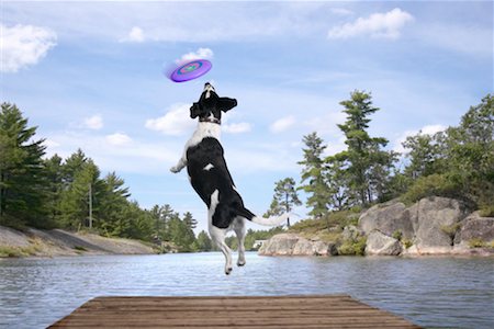 frisbee lake - Dog Jumping for Frisbee off Dock Stock Photo - Rights-Managed, Code: 700-00546445