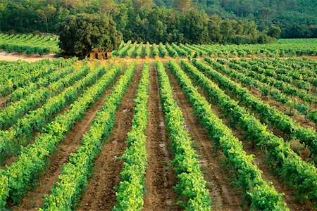 simsearch:700-00547018,k - Vineyard Var, Cote d'Azur, Provence, France Stock Photo - Rights-Managed, Code: 700-00546996