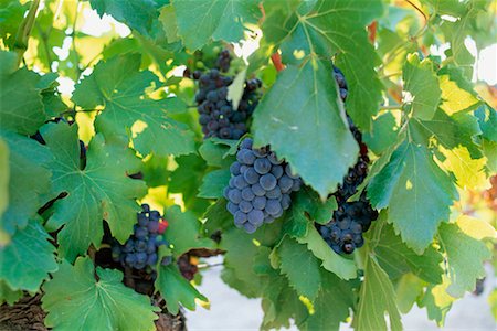 foods var - Grapes on Vine, Var, Cote d'Azur, Provence, France Stock Photo - Rights-Managed, Code: 700-00546997