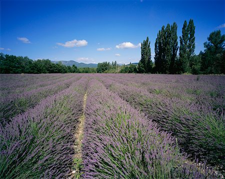 Lavender Fields, Vaucluse, Provence, France Stock Photo - Rights-Managed, Code: 700-00547014