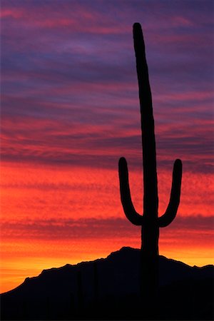 desert sunset landscape cactus - Silhouette of Cactus at Dusk, Arizona, USA Stock Photo - Rights-Managed, Code: 700-00547052