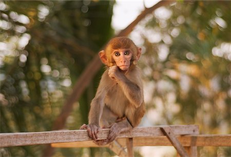 Pet Monkey, Luang Prabang, Laos Stock Photo - Rights-Managed, Code: 700-00547106