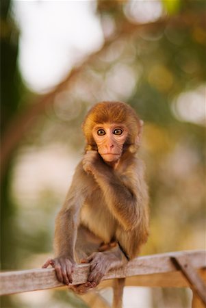 simsearch:700-01716737,k - Pet Monkey, Luang Prabang, Laos Stock Photo - Rights-Managed, Code: 700-00547107