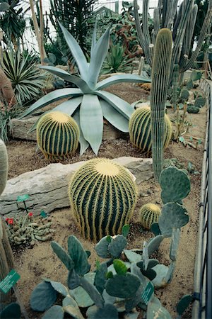 simsearch:700-02349003,k - Cactus Garden Stock Photo - Rights-Managed, Code: 700-00549070