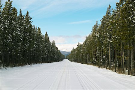 snowy road tree line - Road through Evergreen Forest Stock Photo - Rights-Managed, Code: 700-00549357