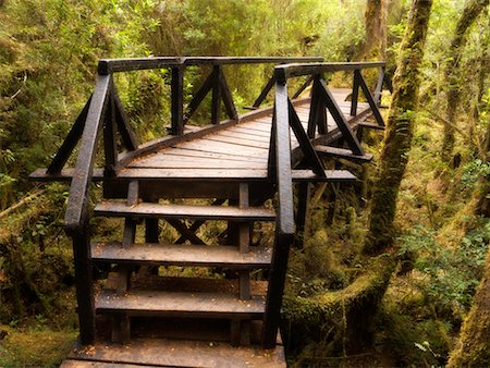Boardwalk Through Forest, Chiloe National Park, Chiloe Island, Chile Fotografie stock - Rights-Managed, Codice: 700-00549764