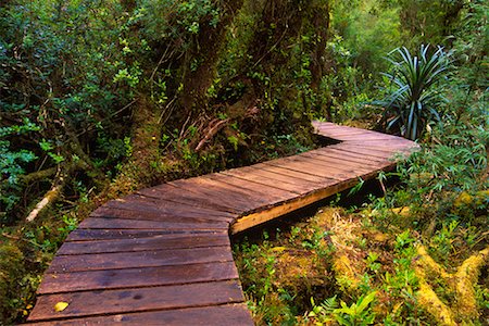 Boardwalk Through Forest, Chiloe National Park, Chiloe Island, Chile Stock Photo - Rights-Managed, Code: 700-00549762