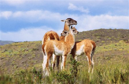 simsearch:700-00549802,k - Guanacos, Torres del Paine National Park, Patagonia, Chile Stock Photo - Rights-Managed, Code: 700-00549807