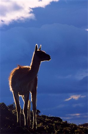 simsearch:700-00549802,k - Guanaco, Torres del Paine National Park, Patagonia, Chile Stock Photo - Rights-Managed, Code: 700-00549801