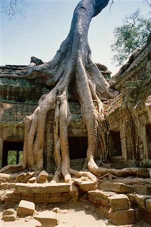 Temple de Ta Prohm, Angkor Wat, Cambodge Photographie de stock - Rights-Managed, Code: 700-00543636