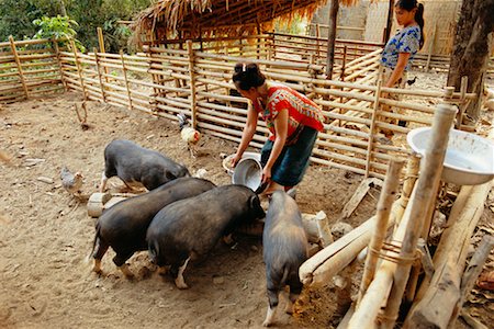 farmer feeding farmer - Woman Feeding Pigs, Huaysan Village, Laos Stock Photo - Rights-Managed, Code: 700-00543658