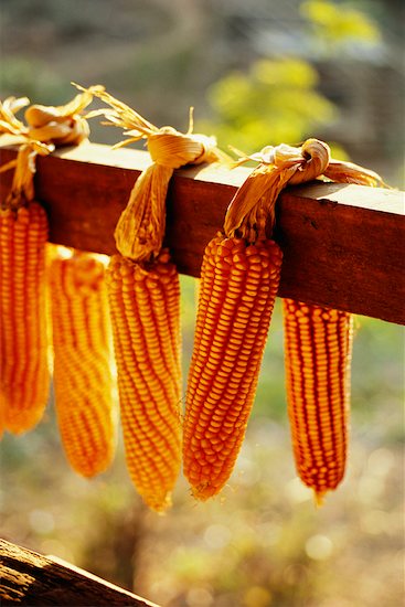 Corn Hanging to Dry Stock Photo - Premium Rights-Managed, Artist: Pierre Tremblay, Image code: 700-00543669