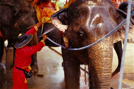 Man Washing Elephant, Ayutthaya, Thailand Foto de stock - Con derechos protegidos, Código: 700-00543662