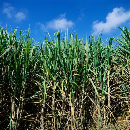 sugar cane field - Canne à sucre Photographie de stock - Rights-Managed, Code: 700-00543832
