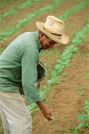 Farmer Planting Tobacco, Cuba Foto de stock - Con derechos protegidos, Código: 700-00543849