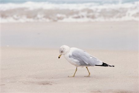 seagull looking down - Seagull On The Beach Stock Photo - Rights-Managed, Code: 700-00543854