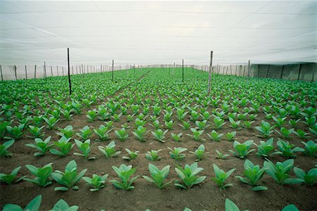 Plantation de tabac, Cuba Photographie de stock - Rights-Managed, Code: 700-00543850