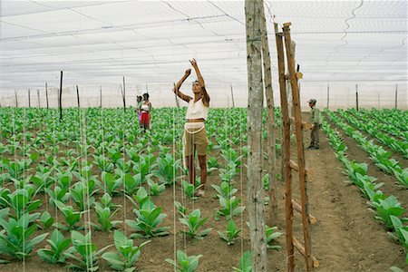 field tobacco cuba - Farmers Working at Tobacco Plantation, Cuba Stock Photo - Rights-Managed, Code: 700-00543851